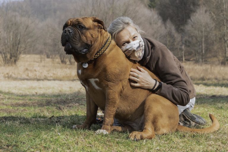 french-mastiff-in-training-with-owner