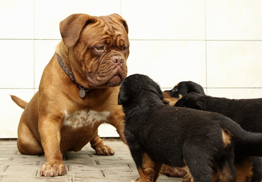 rottweiler-puppies-with-bully-french-mastiff