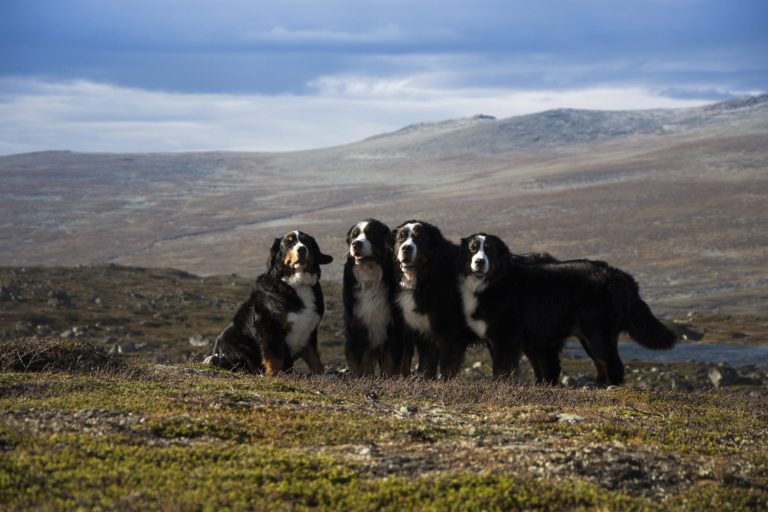 swiss mountain dogs